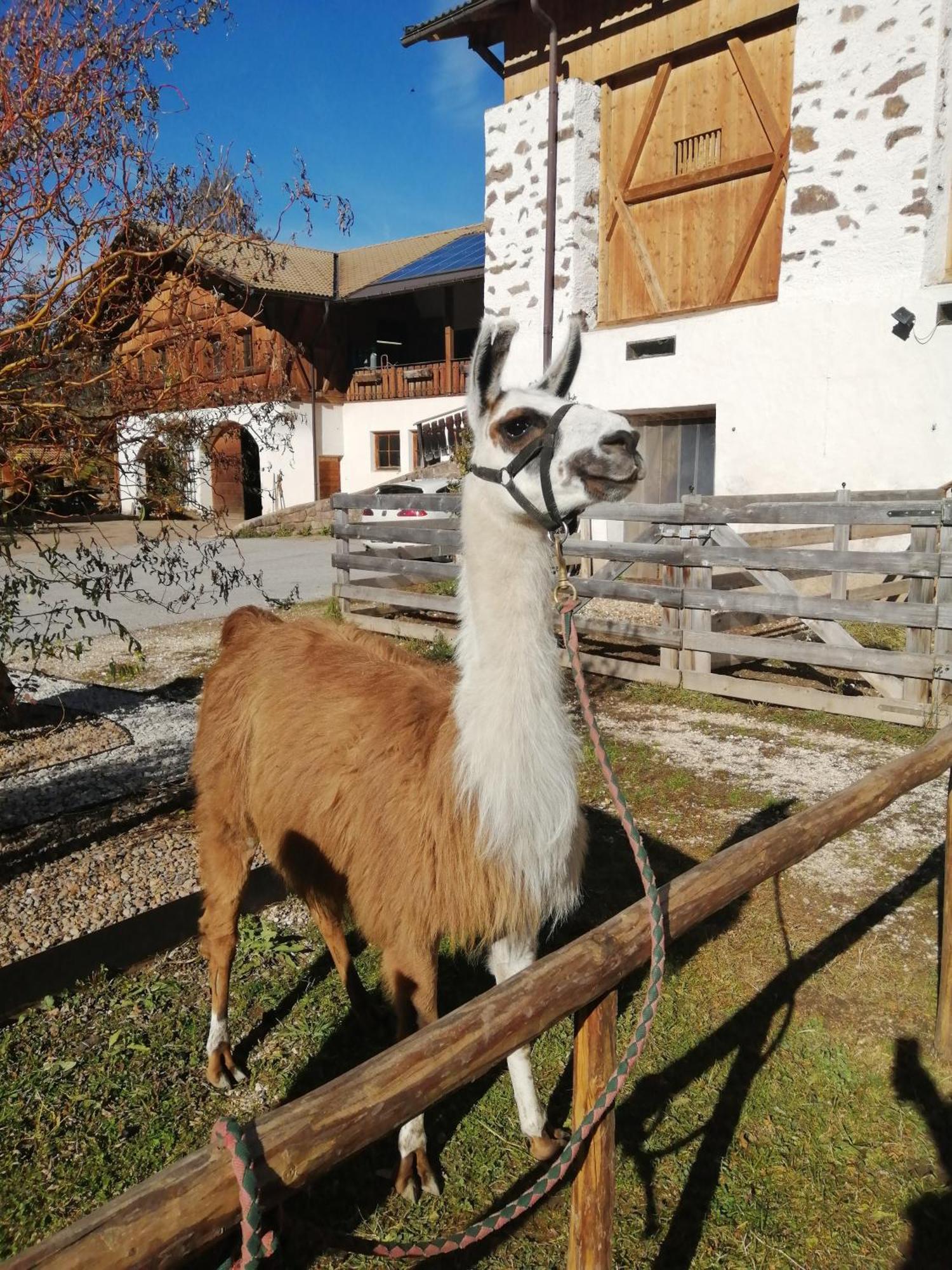 Schupferhof Daire Petersberg Dış mekan fotoğraf